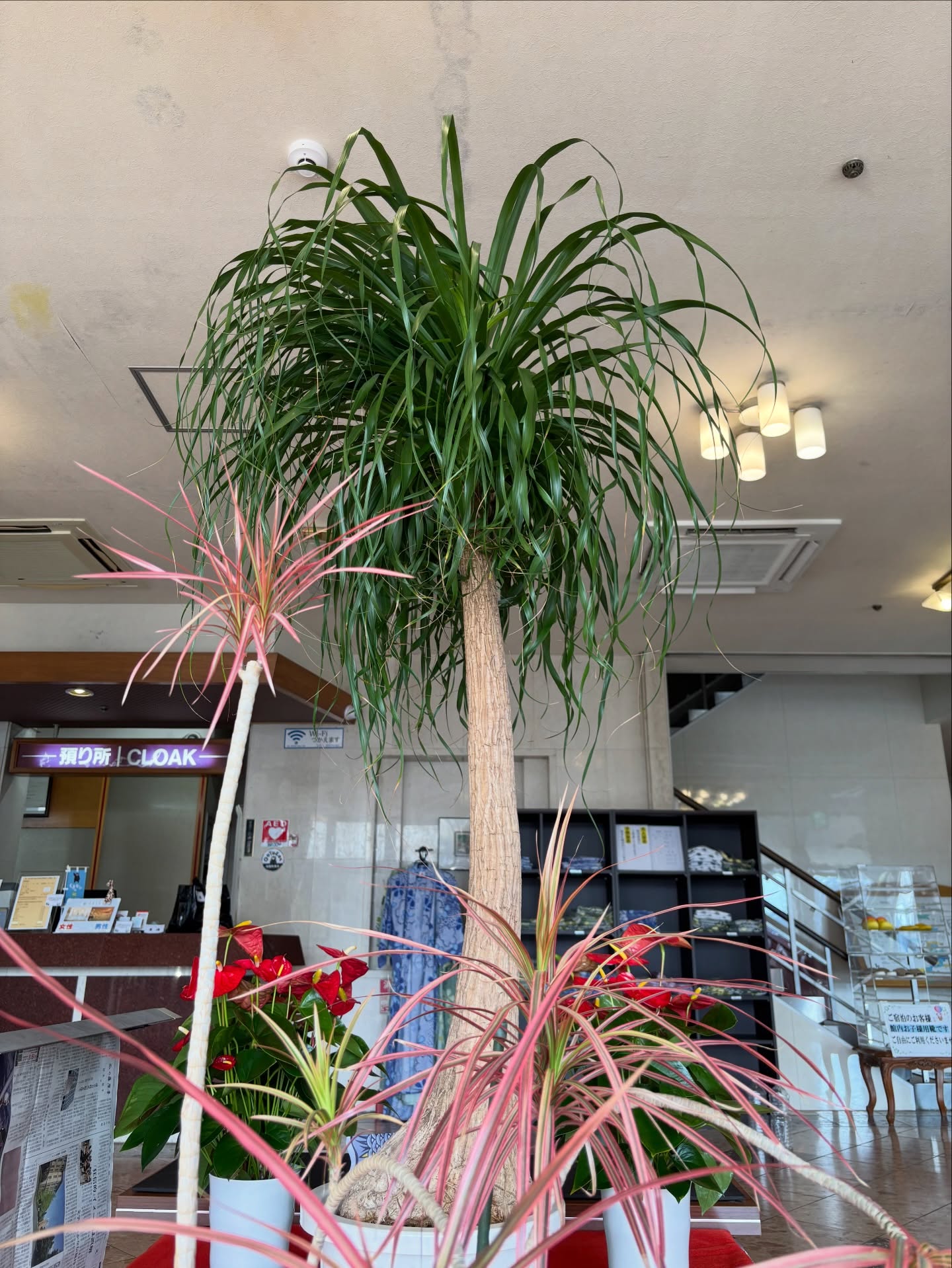 ホテルへの大型観葉植物の納入