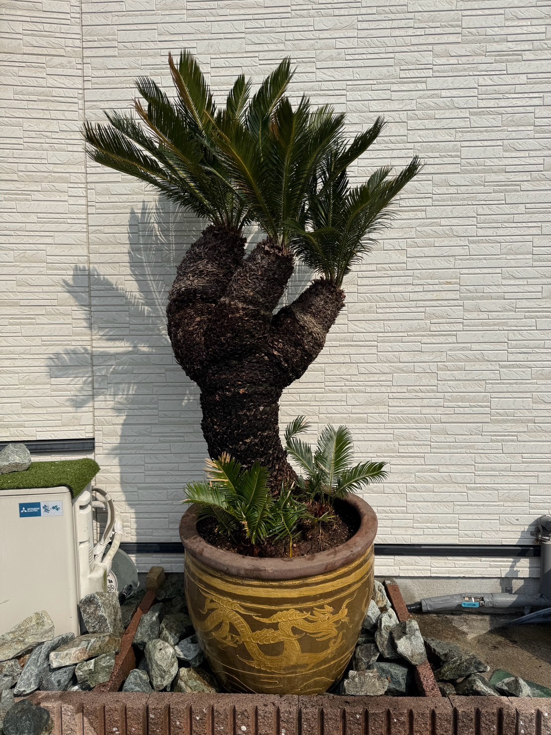 ソテツの植栽（吉村建設様）